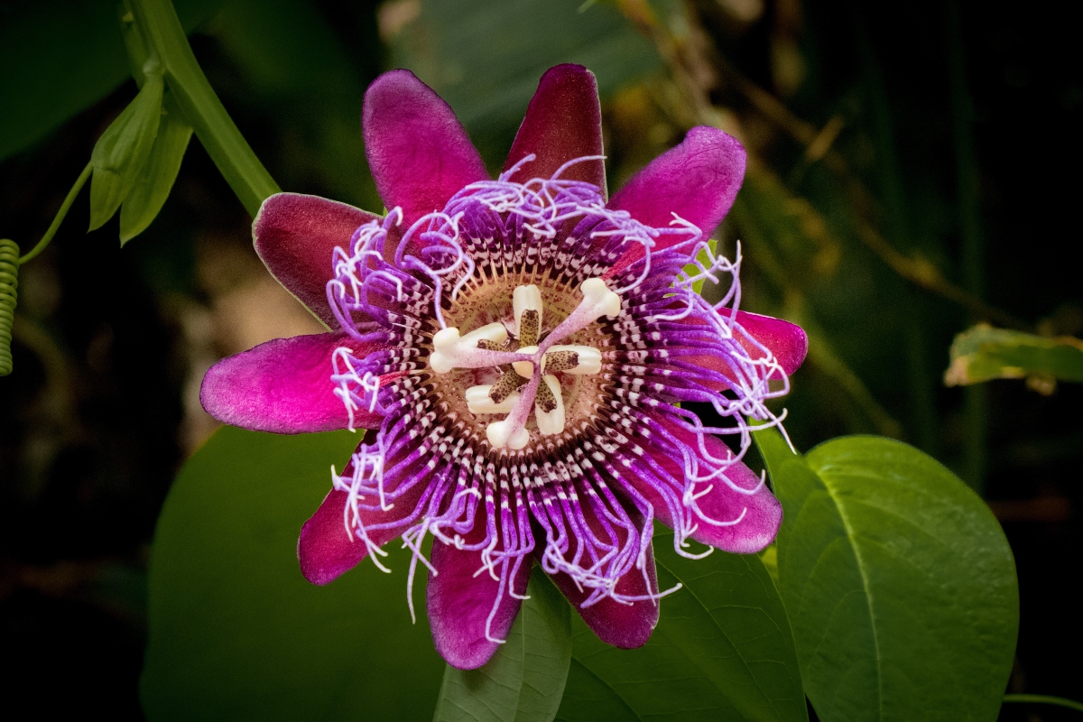 Frutto della passione o maracujà: proprietà, benefici, valori nutrizionali e usi 7 frutto della passione: botanica