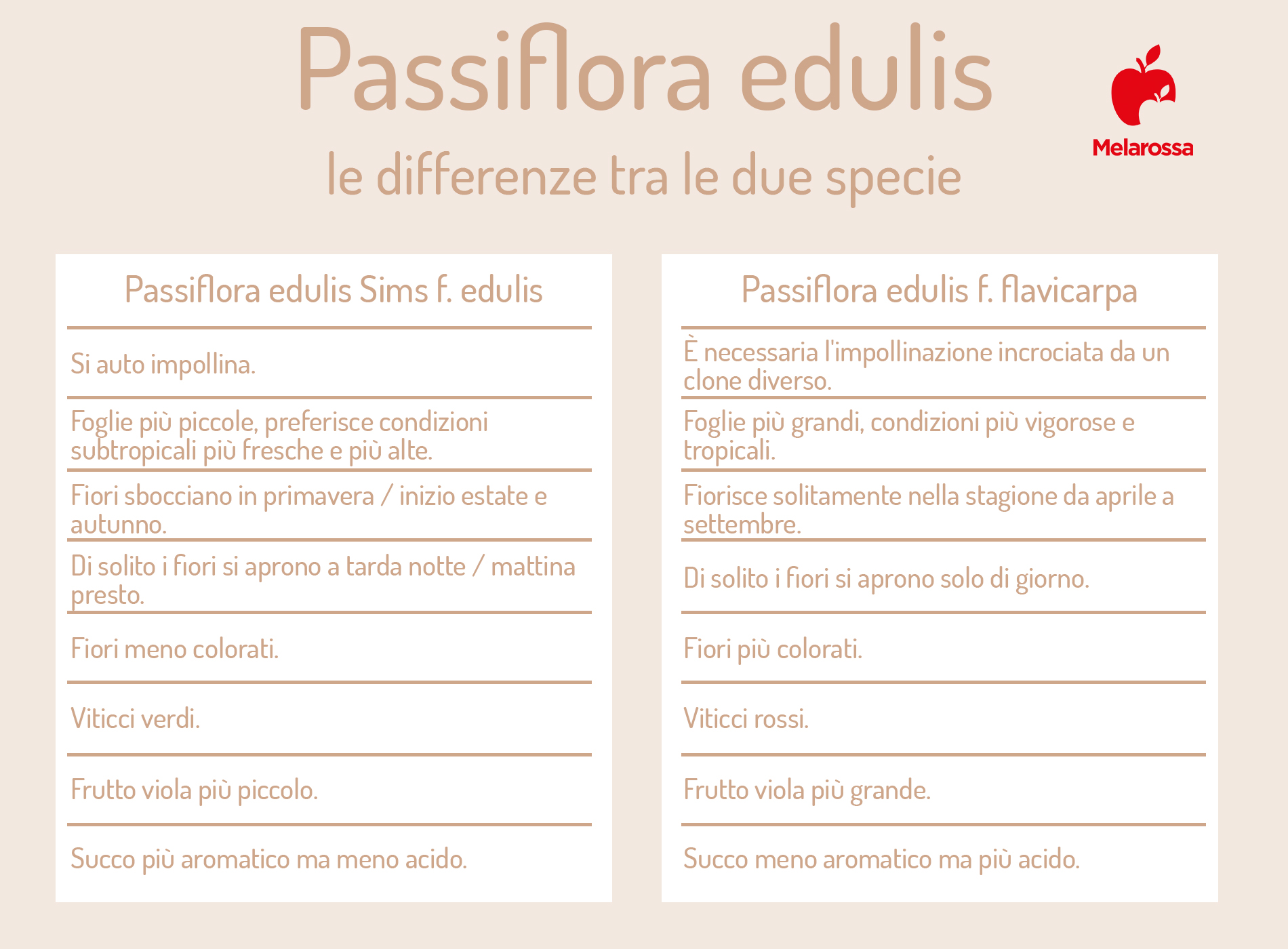 Frutto della passione o maracujà: proprietà, benefici, valori nutrizionali e usi 1 frutto della passione: specie