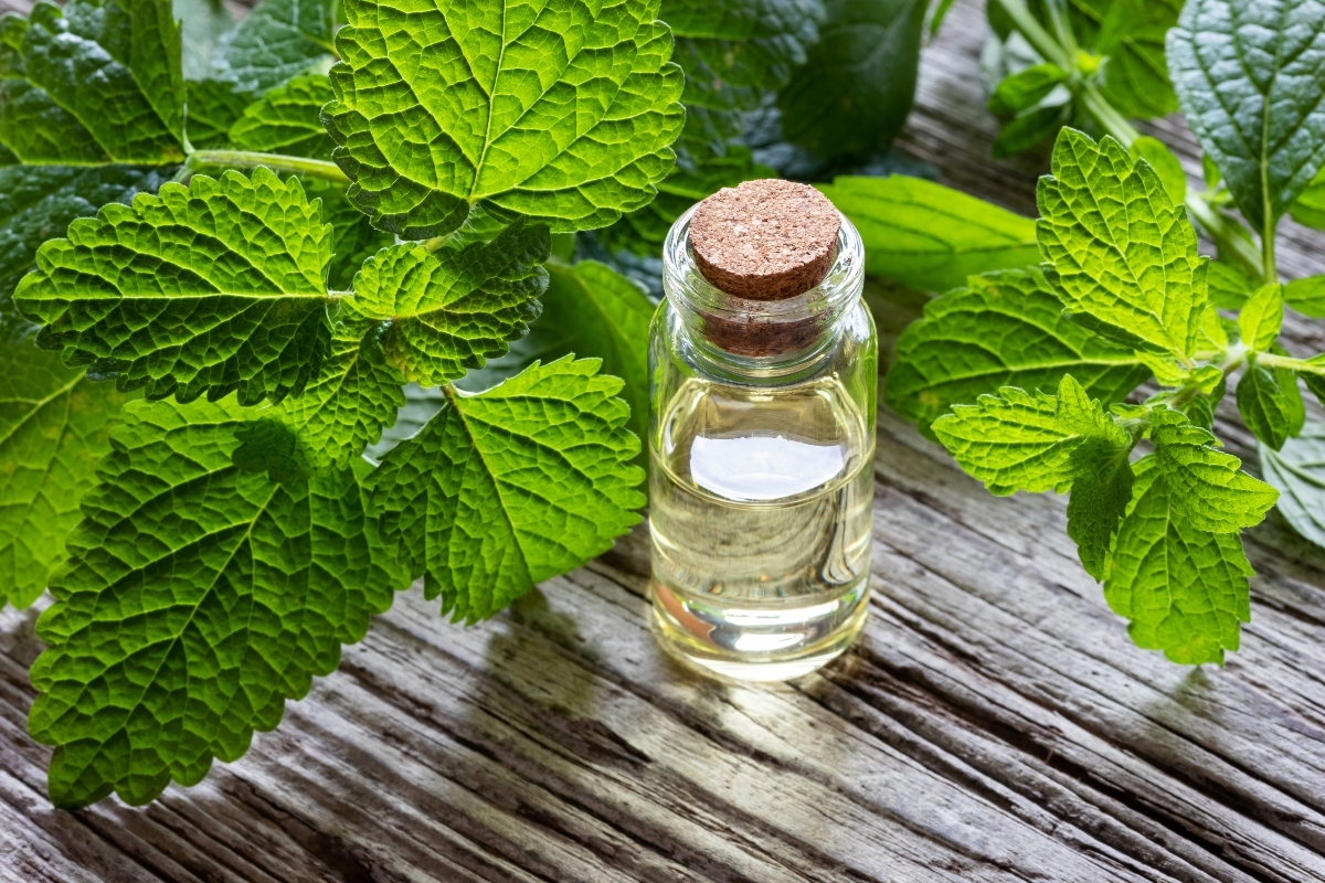 Melissa: cos'è, proprietà, benefici terapeutici, usi 2 olio essenziale di melissa