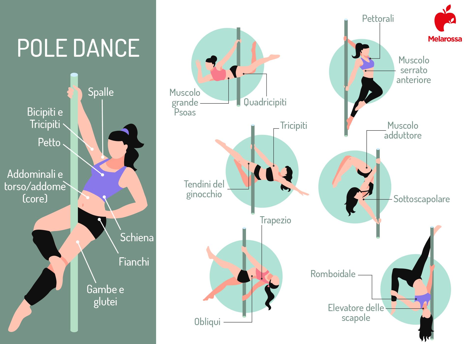 Pole dance: cos'è, benefici, muscoli coinvolti e come si svolge la lezione 1 Grafica di una donna che fa pole dance su un palo con nome dei muscoli coinvolti braccia, gambe e addominali
