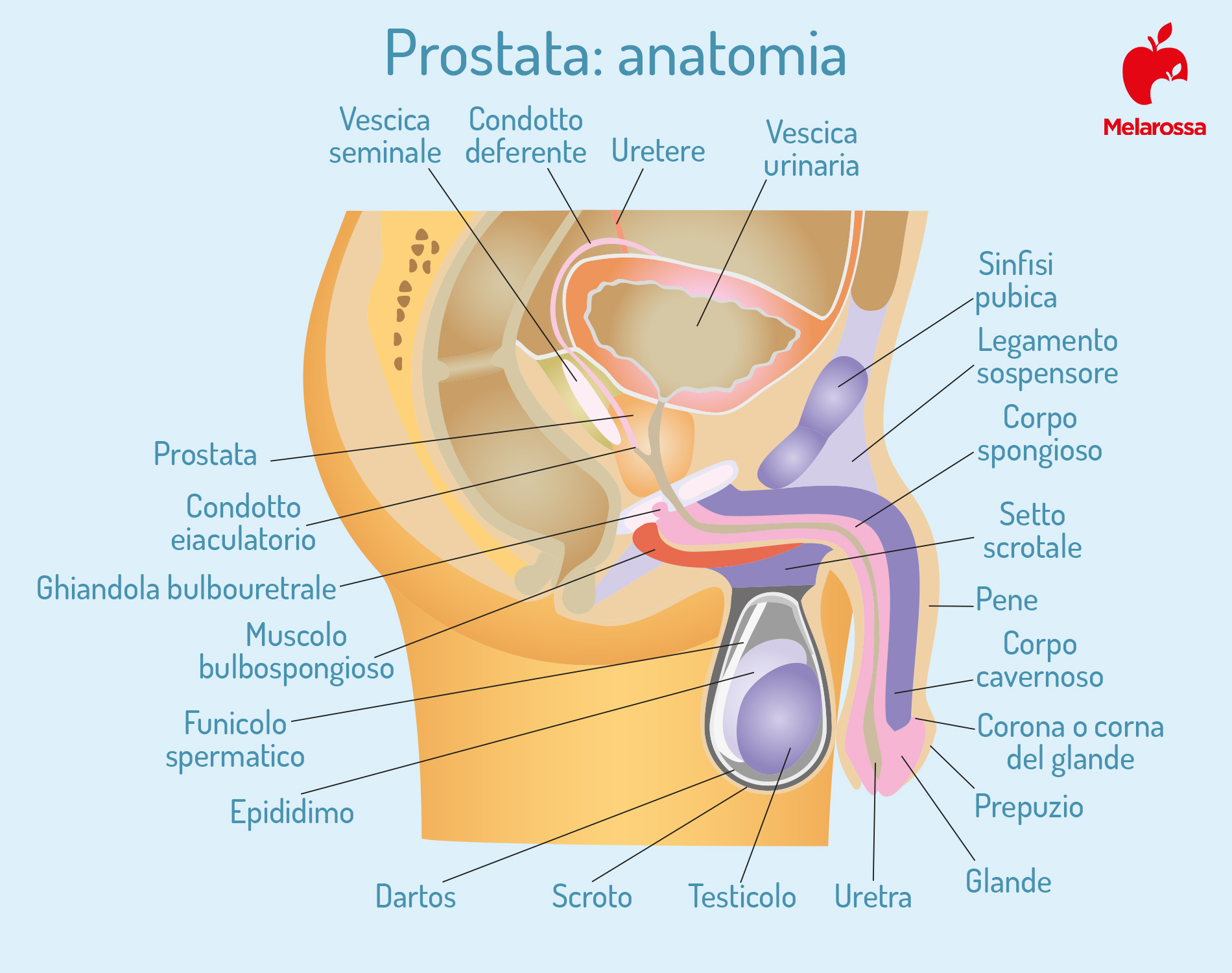 Tumore alla prostata: cos’è, sintomi, cause, cure e trattamenti 1 prostata: anatomia