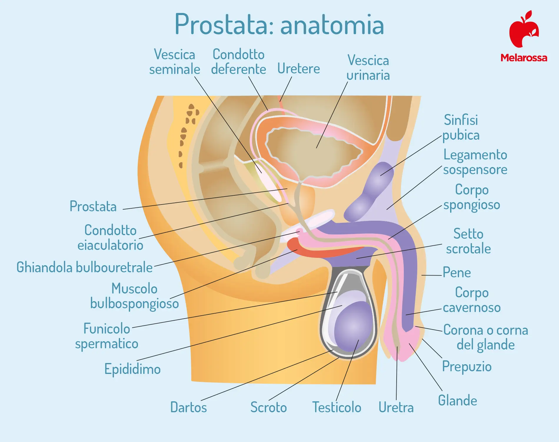 Prostatite: sintomi, cause e cura 1 prostata: a cosa serve