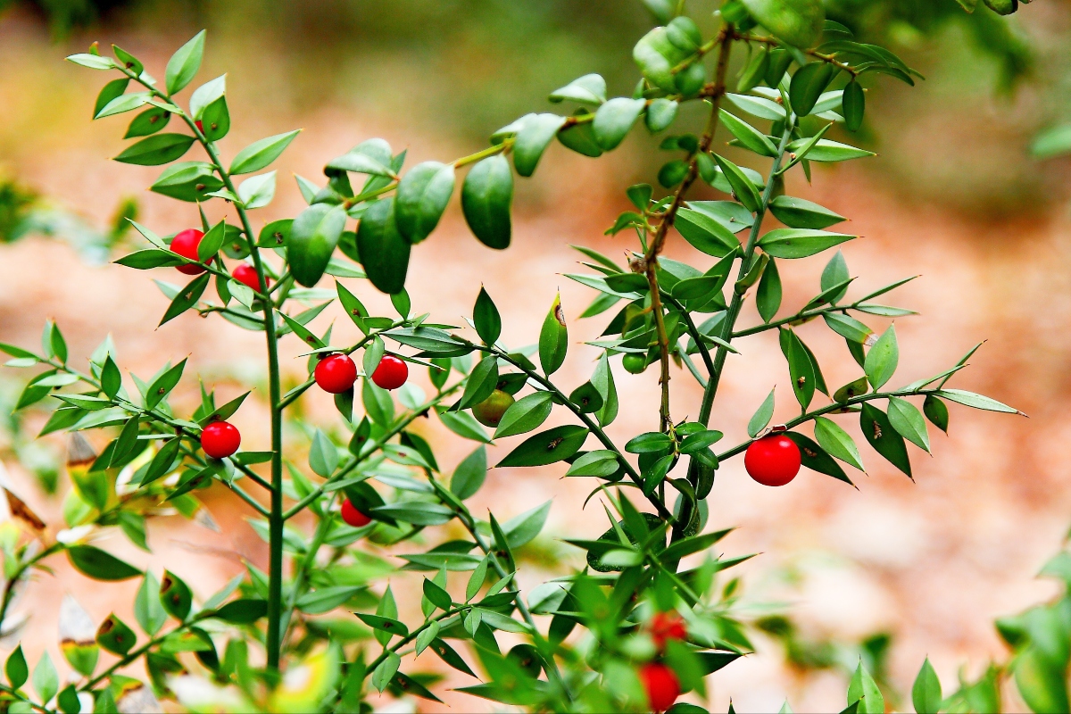 Pungitopo: proprietà, botanica, benefici, controindicazioni, modalità d'uso e ricette 9 pungitopo: botanica