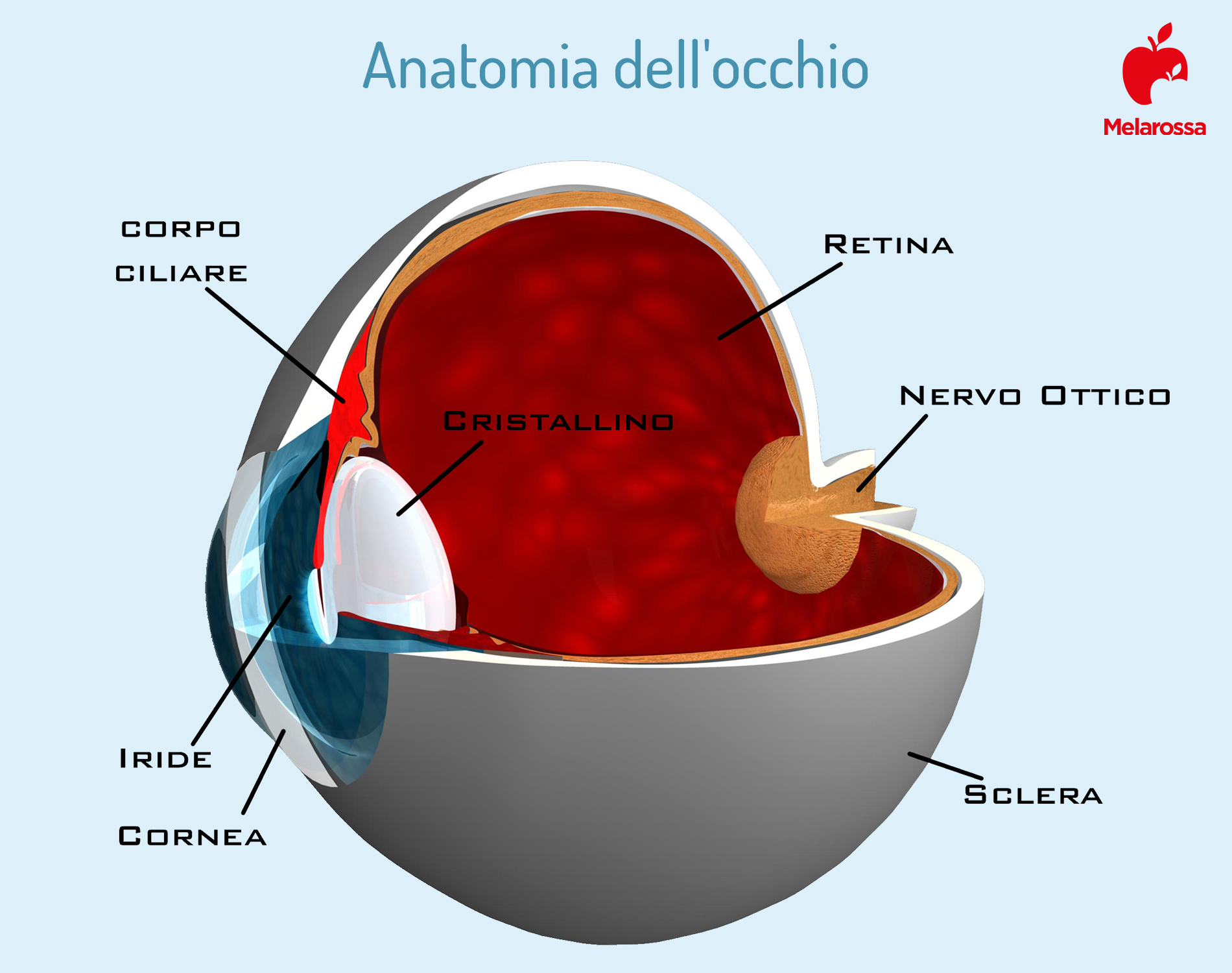 Cataratta: cos'è, cause, sintomi e fattori di rischio, cure e prevenzione 1 anatomia dell'occhio