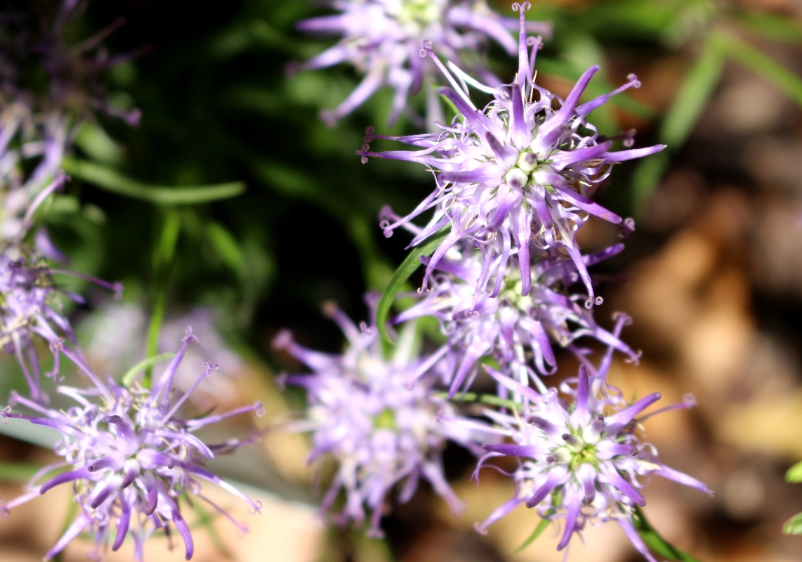 Artiglio del diavolo: cos’è, principi attivi, proprietà terapeutiche, come usarlo, controindicazioni 8 artiglio del diavolo: botanica
