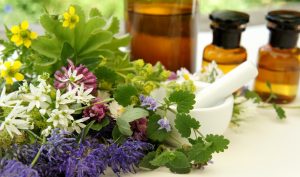 Artiglio del diavolo: cos&rsquo;&egrave;, principi attivi, propriet&agrave; terapeutiche, come usarlo, controindicazioni