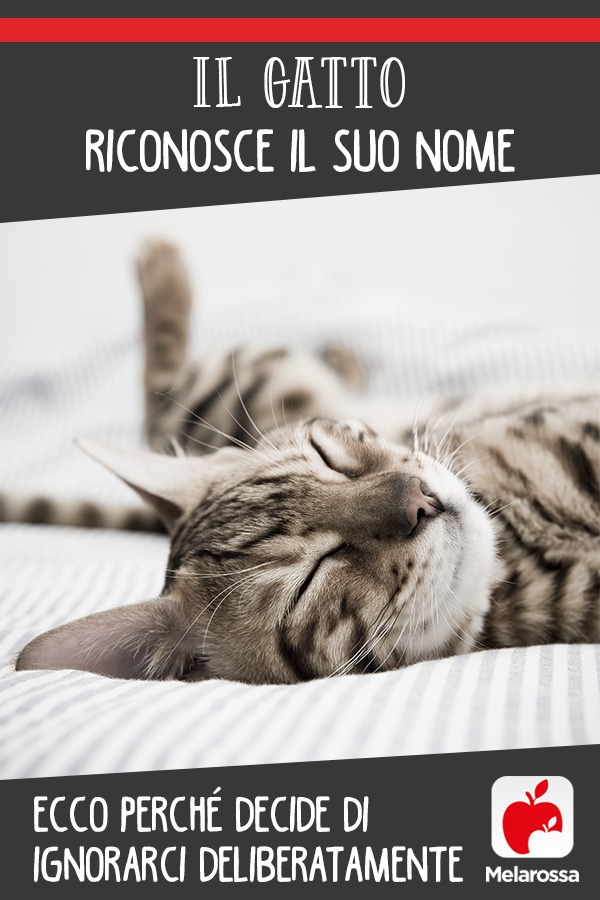 Il gatto riconosce il suo nome: ecco perché decide di ignorarci deliberatamente 2 gatti-comportamento
