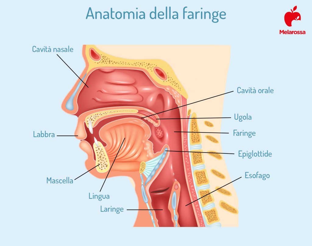 Laringite: cos’è, tipi, cause, sintomi, complicazioni, cure e prevenzione 1 laringite anatomia della faringe