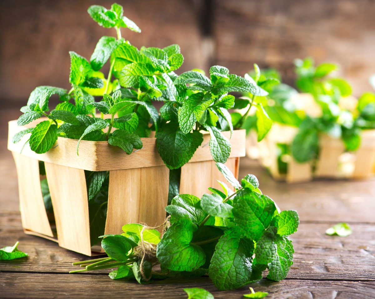 Menta: proprietà, benefici e usi in cucina e bellezza 1 menta: botanica