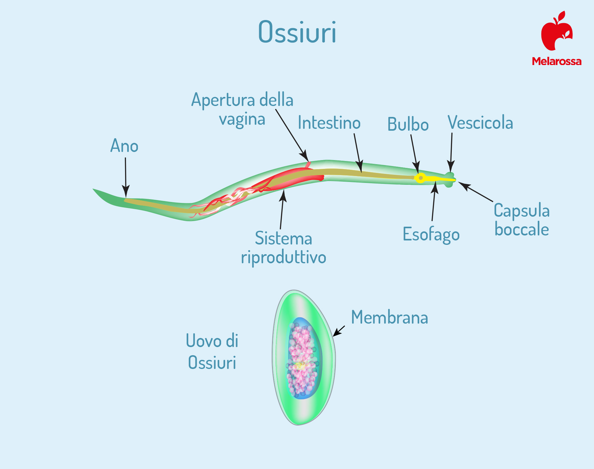 Ossiuri: cosa sono, come si prendono, sintomi, cure e prevenzione 1 ossiuri: cosa sono