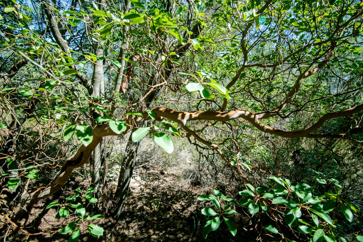 Sandalo: la pianta dal profumo inebriante tra proprietà, benefici, botanica, usanze popolari e controindicazioni 8 sandalo: botanica