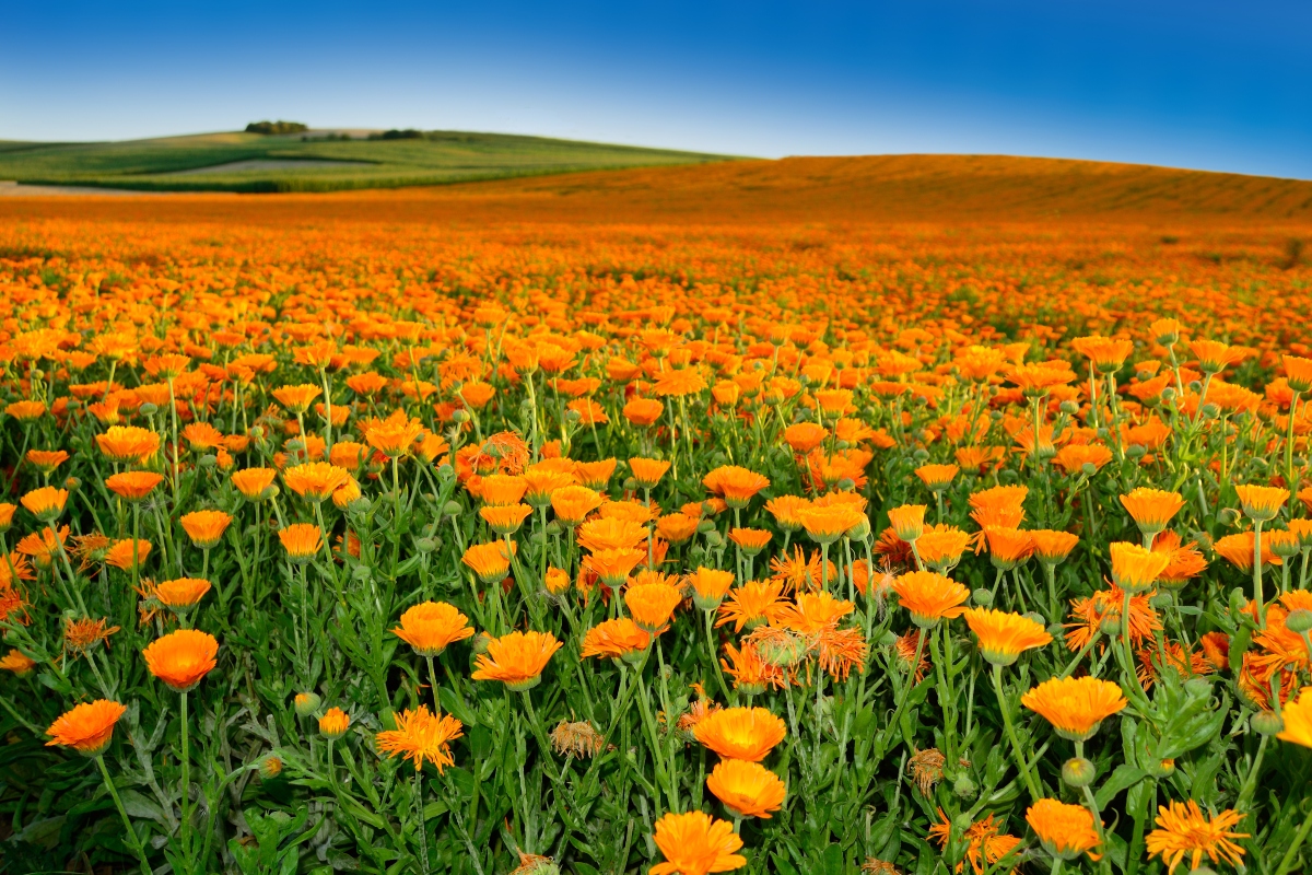 Calendula: benefici, proprietà, usi erboristici, ricette cosmetiche e controindicazioni 12 calendula: botanica