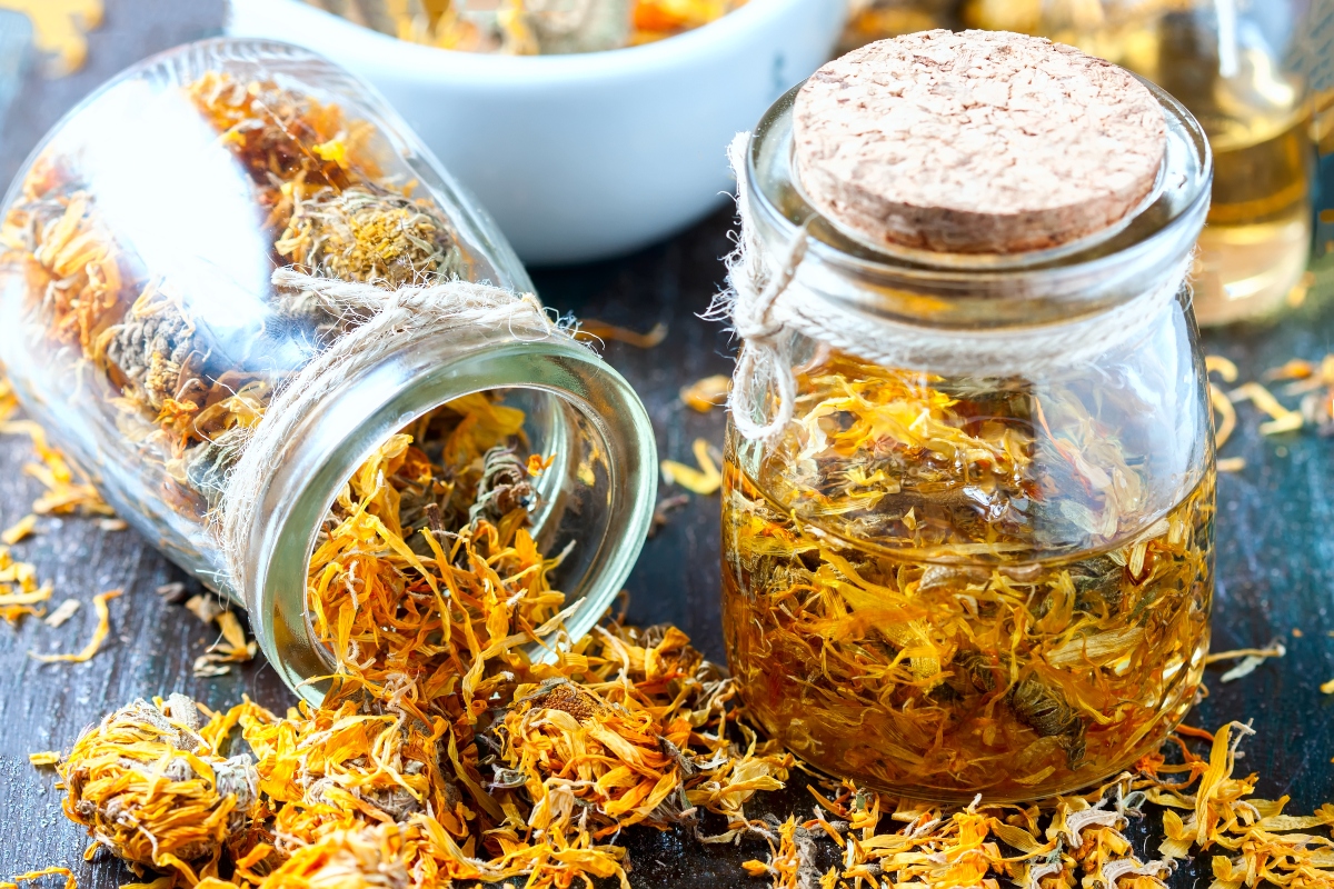 Calendula: benefici, proprietà, usi erboristici, ricette cosmetiche e controindicazioni 2 calendula: proprietà medicinali