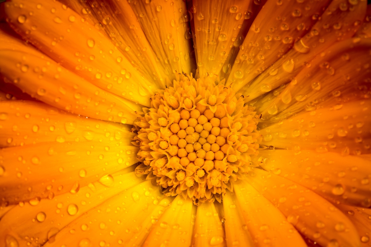 Calendula: benefici, proprietà, usi erboristici, ricette cosmetiche e controindicazioni 6 calendula: trattamenti