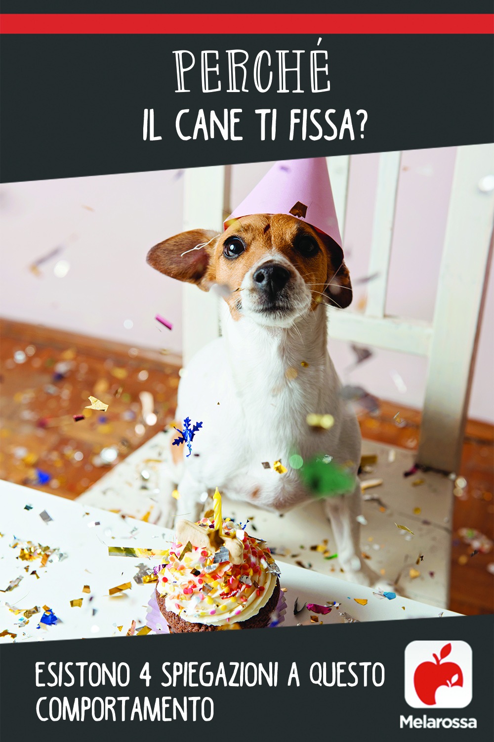 Perché il cane ti fissa? Esistono 4 spiegazioni a questo comportamento 2 cane-comportamento