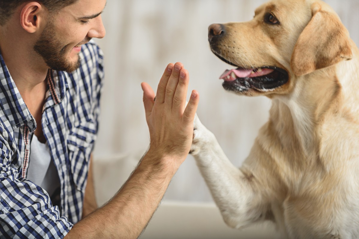 Perché il cane ti fissa? Esistono 4 spiegazioni a questo comportamento 1 cane-comunicazione