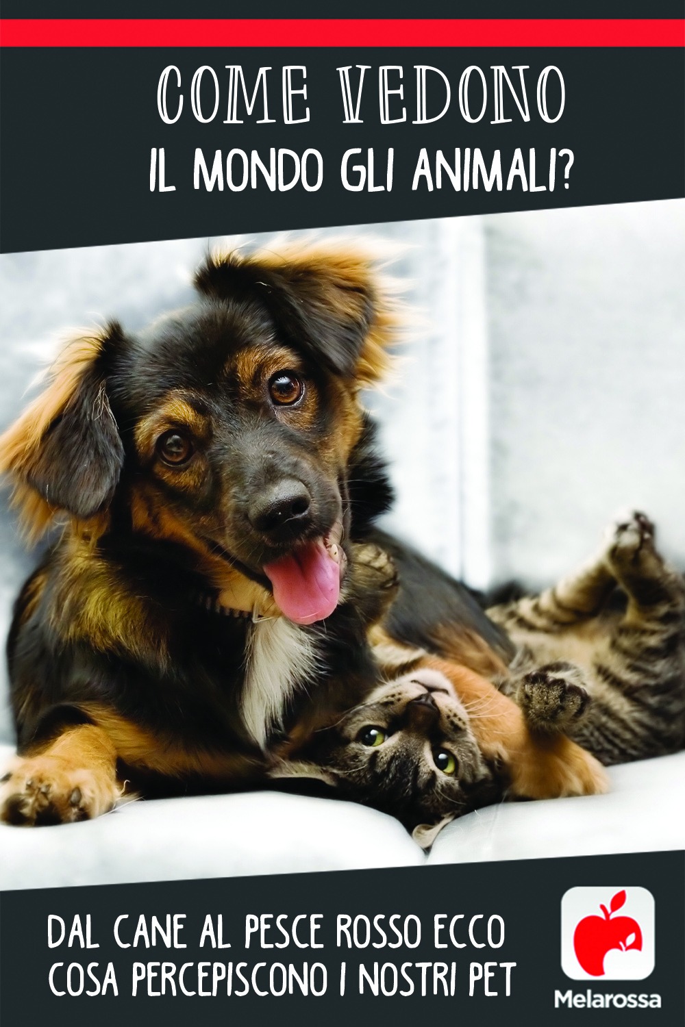 Come vedono il mondo gli animali? Dal cane al pesce rosso, ecco cosa percepiscono i nostri pet 4 cosa-vedono-gli-animali