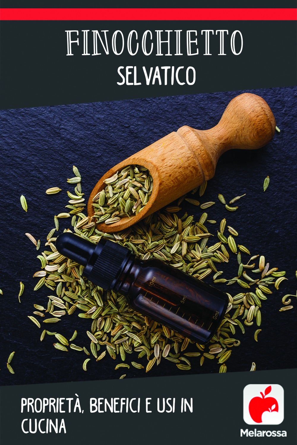 Finocchietto selvatico: proprietà, benefici e usi in cucina 8 finocchietto selvatico: benefici, proprietà, usi