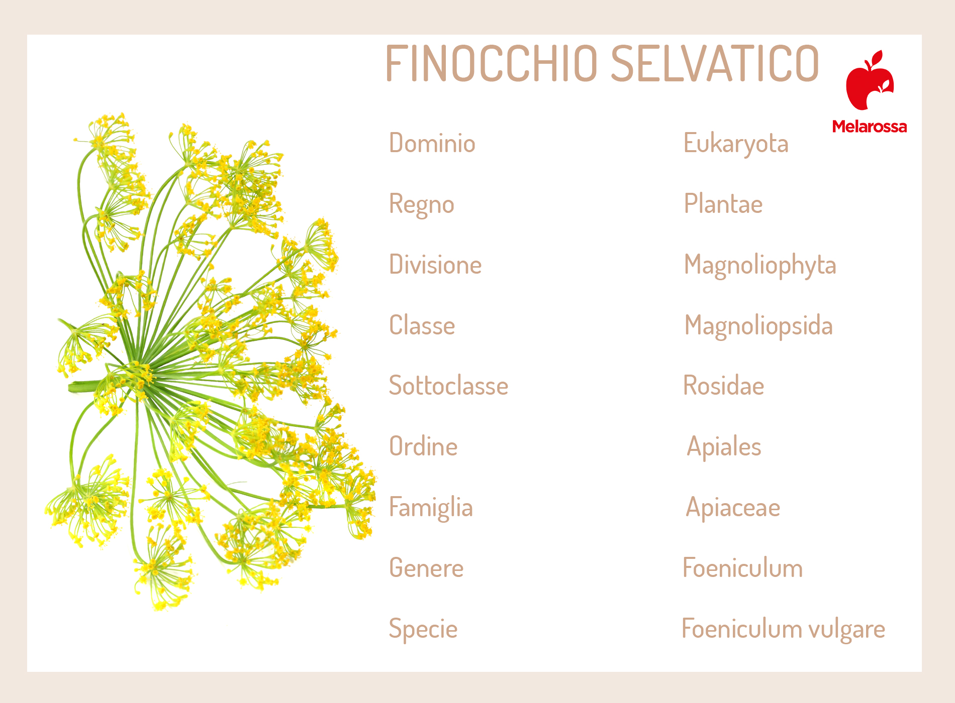 Finocchietto selvatico: proprietà, benefici e usi in cucina 1 finocchietto selvatico