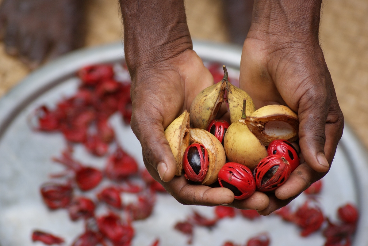Garcinia cambogia: cos’è, effetti collaterali, benefici, dosaggio, fa veramente dimagrire? 3 garcinia cambogia: benefici