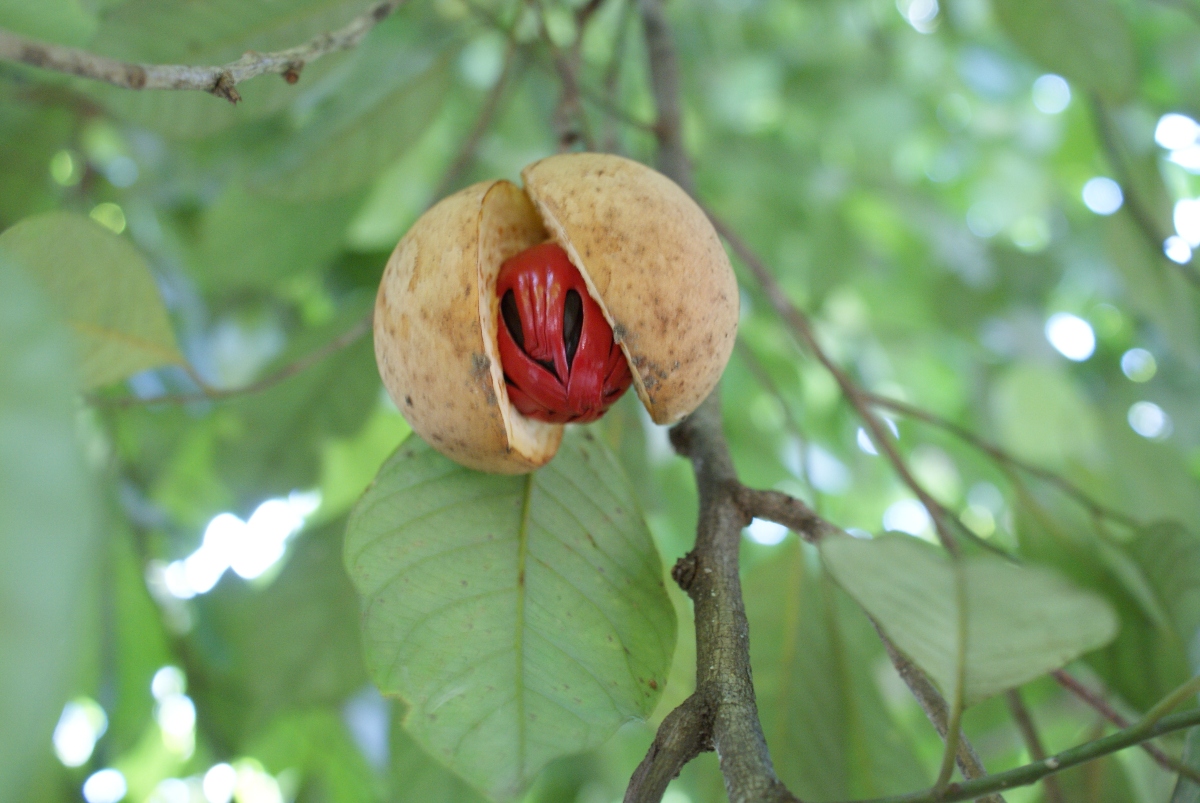 Garcinia cambogia: cos’è, effetti collaterali, benefici, dosaggio, fa veramente dimagrire? 5 garcinia cambogia: botanica