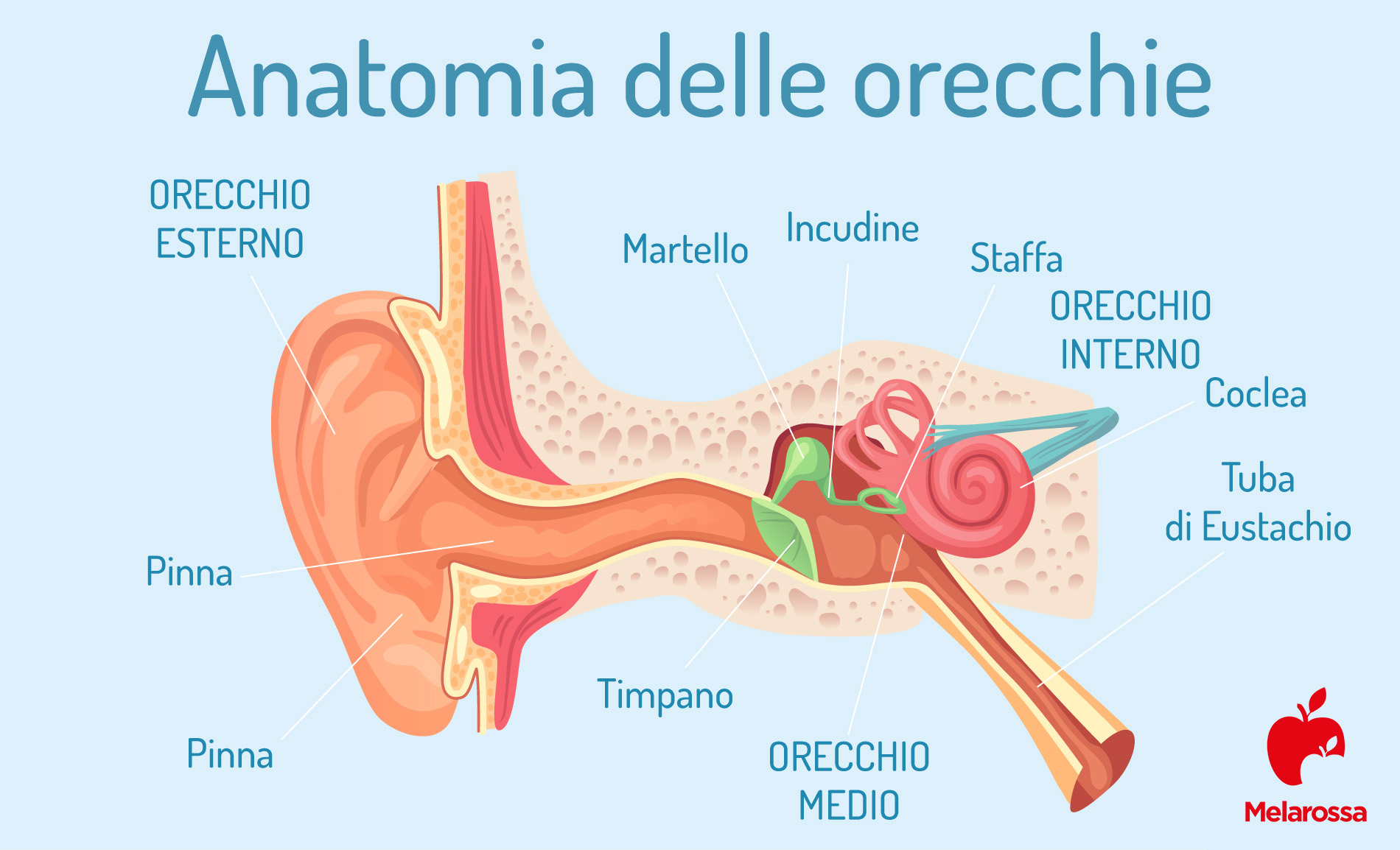 Otite: cos'è, sintomi, cause e cura 1 anatomia dell'orecchio
