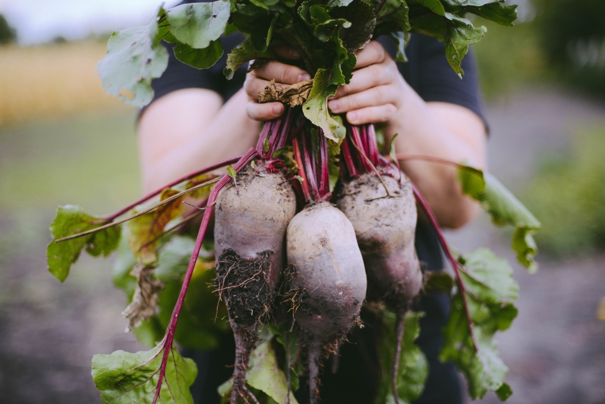 Saccarosio: cos'è, dove si trova, tipi, eccesso di zuccheri e alternative più salutari 2 saccarosio e barbabietola da zucchero