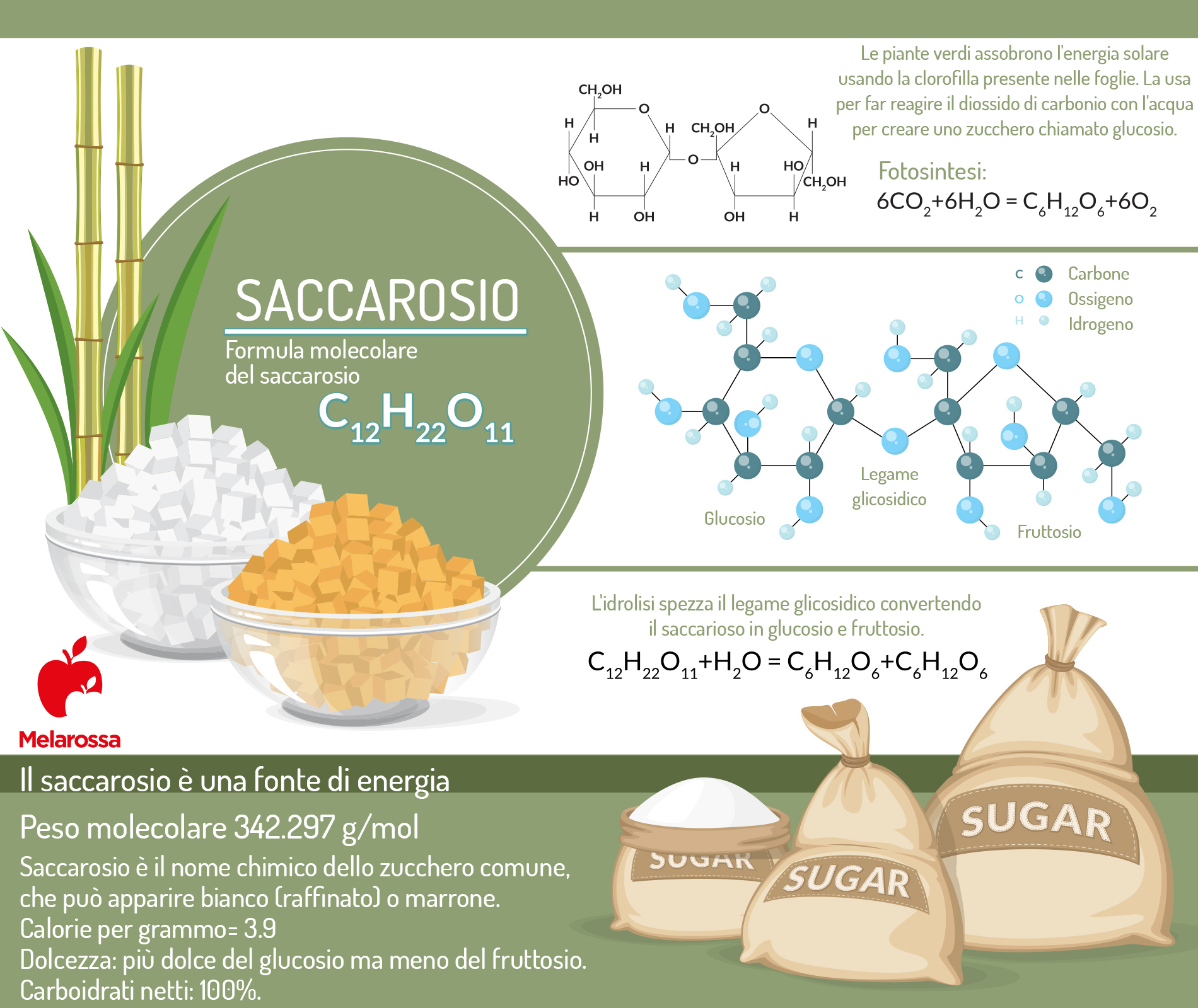Saccarosio: cos'è, dove si trova, tipi, eccesso di zuccheri e alternative più salutari 1 saccarosio chimica