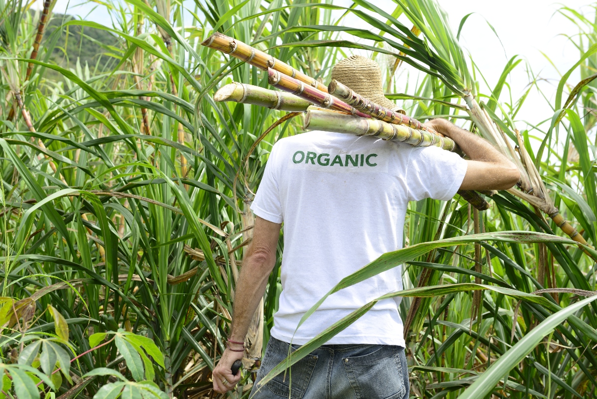 Saccarosio: cos'è, dove si trova, tipi, eccesso di zuccheri e alternative più salutari 9 saccarosio: produzione