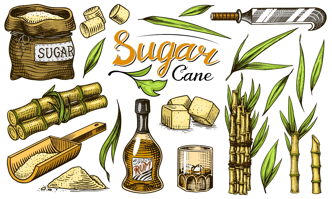 Saccarosio: cos'è, dove si trova, tipi, eccesso di zuccheri e alternative più salutari 10 saccarosio: storia