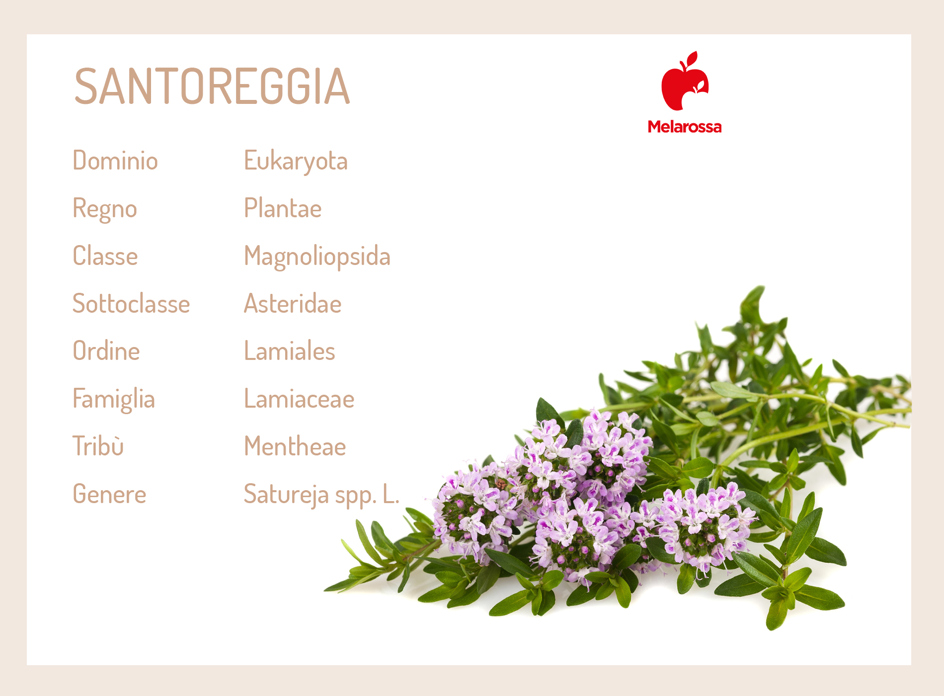 Santoreggia: cos’è, botanica, proprietà, benefici e usi in cucina 1 santoreggia: cos'è