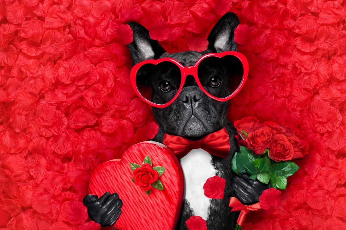 San Valentino, anche i cani s’innamorano 1 cane innamorato