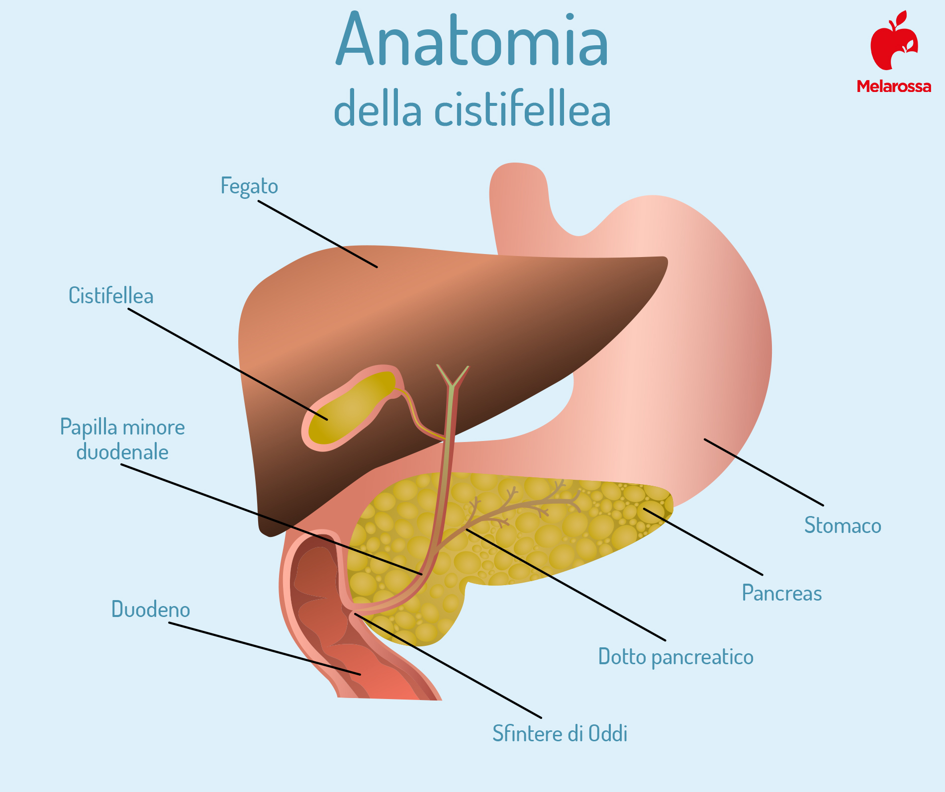Cistifellea o colecisti: dove si trova e a cosa serve 1 Cistifellea: anatomia