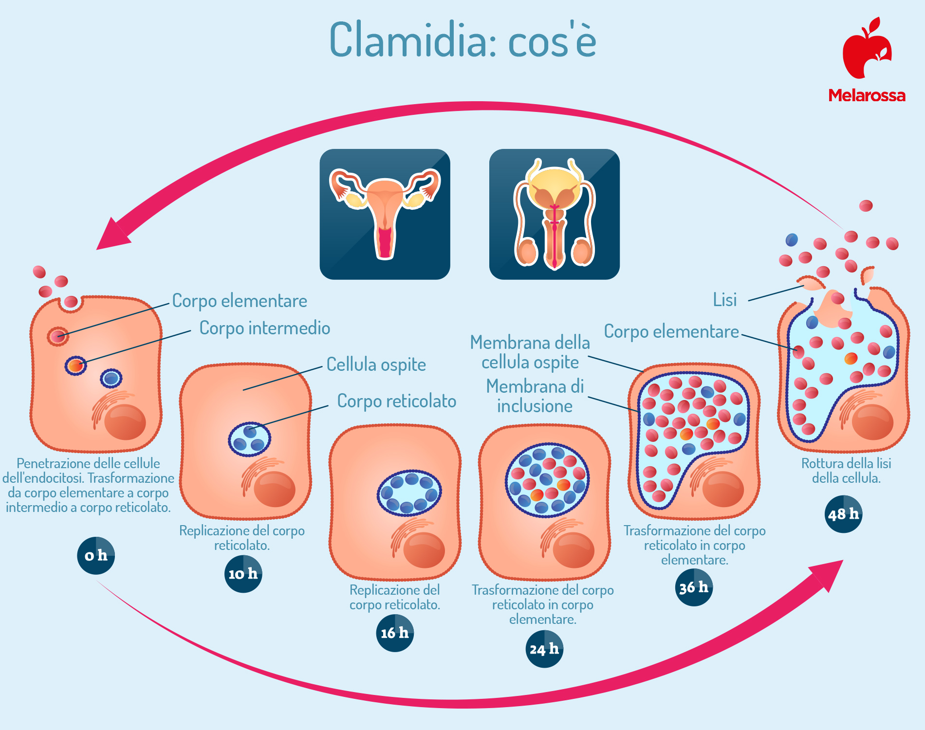 Clamidia: che cos’è, come si trasmette, sintomi cure e prevenzione 1 clamidia: cos'è