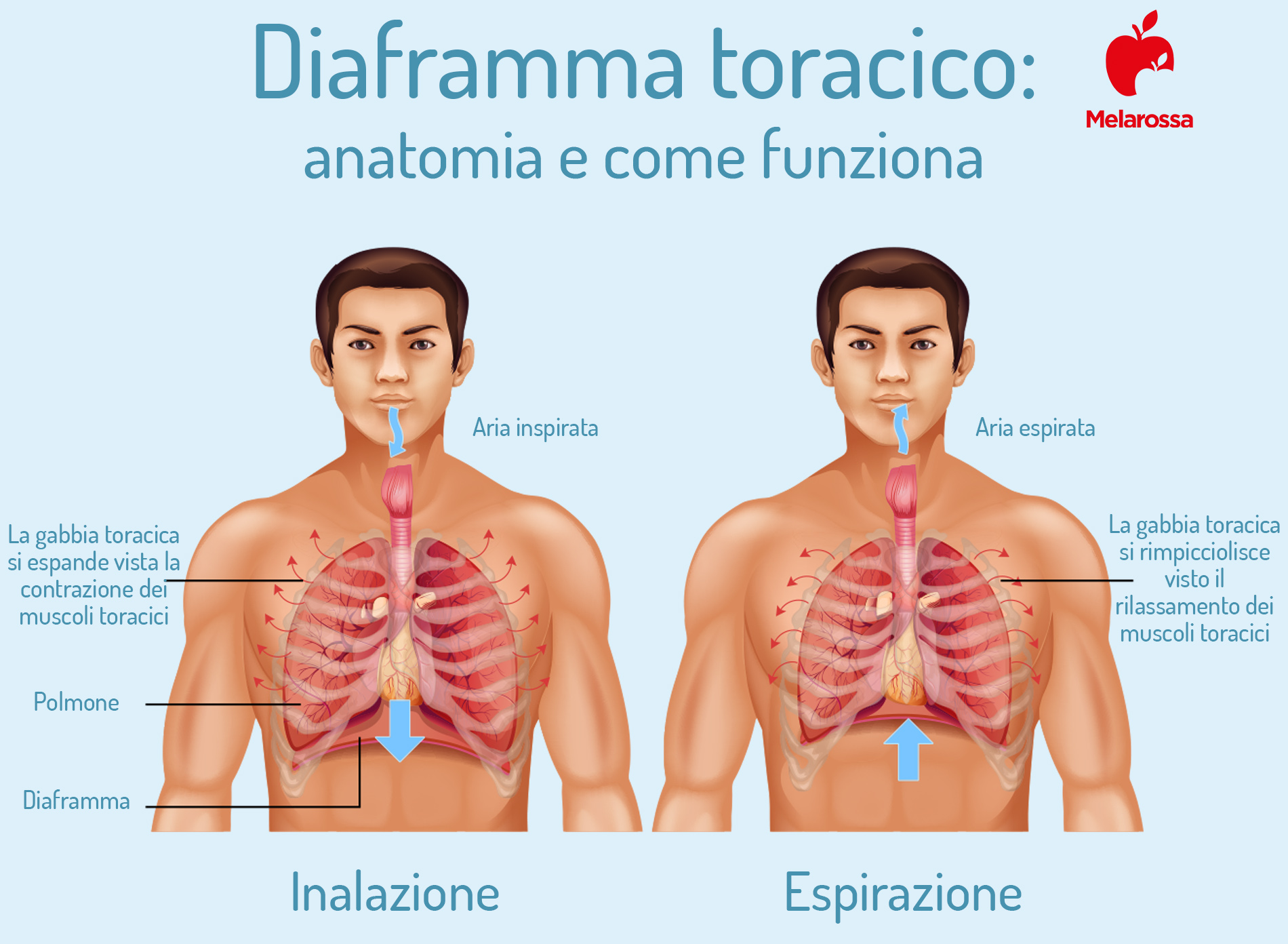 Diaframma: cos'è, a cosa serve ed esercizi per sbloccarlo 1 grafica su come funziona il diaframma