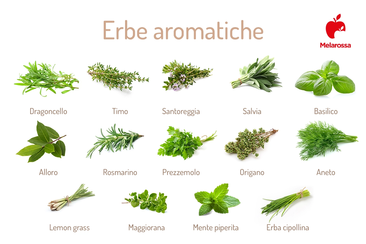 Erbe aromatiche: cosa sono ed elenco completo 1 erbe aromatiche: elenco completo