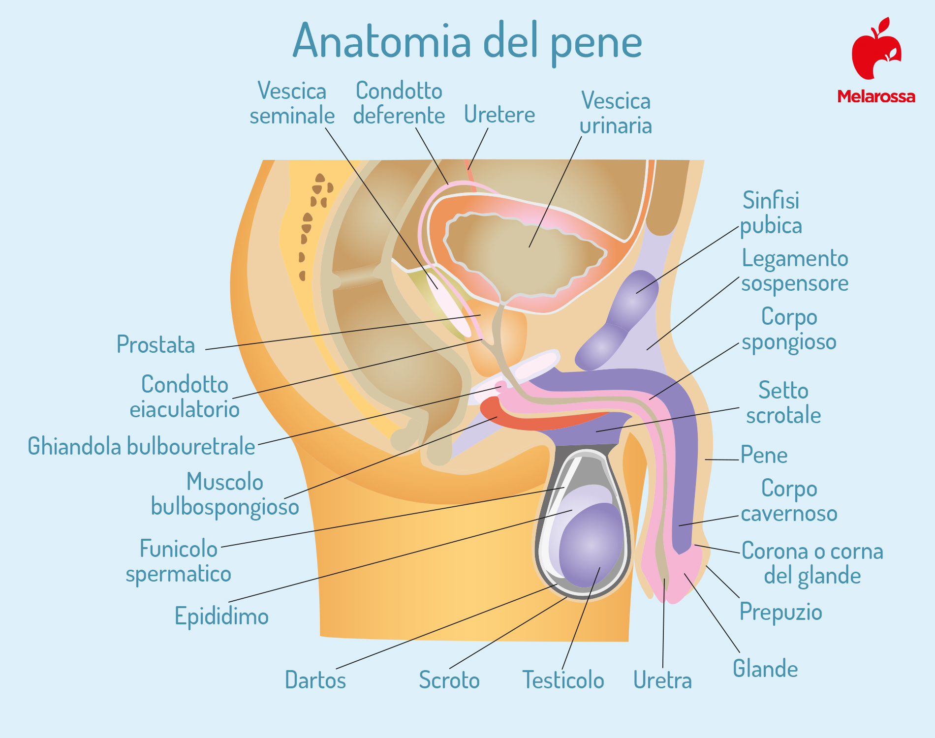 Fimosi: che cos'è, tipologie, cause e sintomi e cure 2 Fimosi anatomia del pene