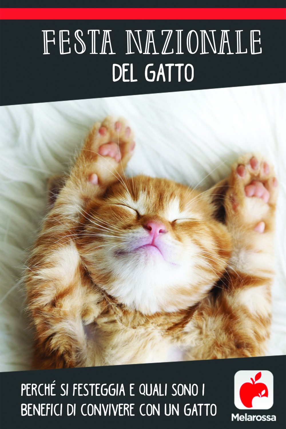 Festa Nazionale del gatto: perché si festeggia e i benefici di convivere con un gatto 1 Giornata nazionale del gatto