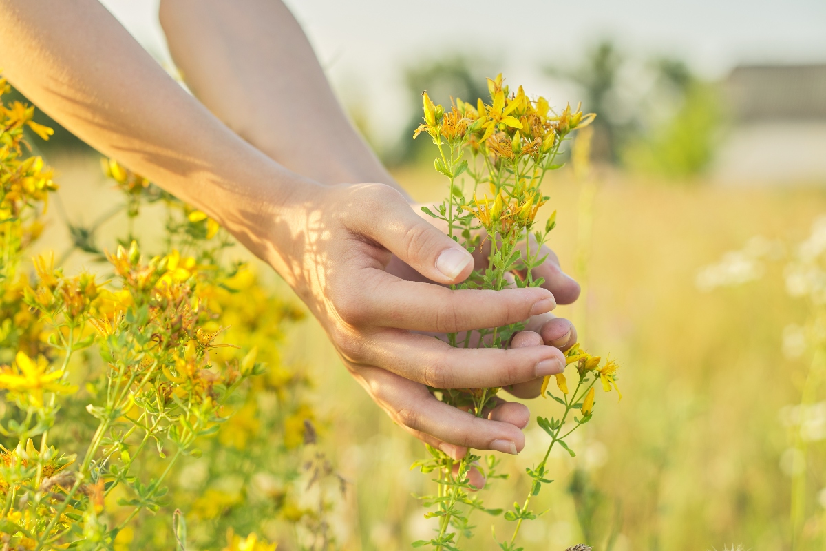 Iperico o erba di San Giovanni: proprietà, benefici, modalità d'uso e controindicazioni 14 erba di San Giovanni: botanica