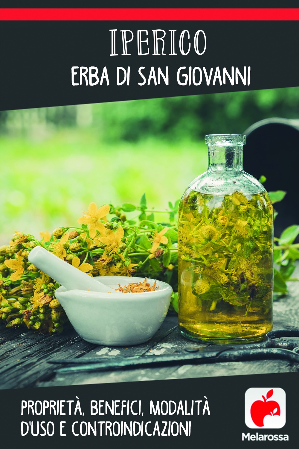 Iperico o erba di San Giovanni: proprietà, benefici, modalità d'uso e controindicazioni 15 iperico: cos'è, proprietà, benefici e come usare questa pianta