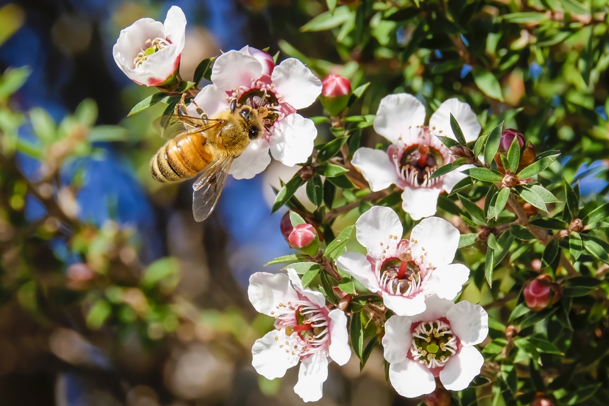 Miele di Manuka: cos'è, perché è diverso, proprietà e benefici per la salute, come consumarlo 7 miele di manuka: proprietà nutrizionali