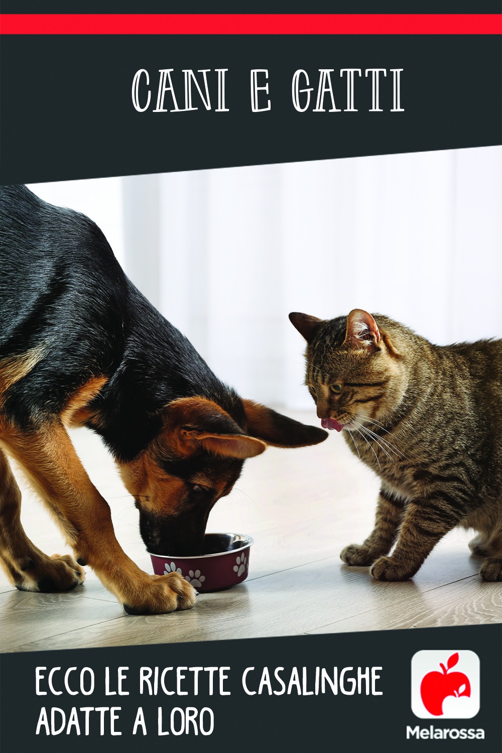 Cani e gatti: ecco le ricette casalinghe adatte a loro 2 pet food