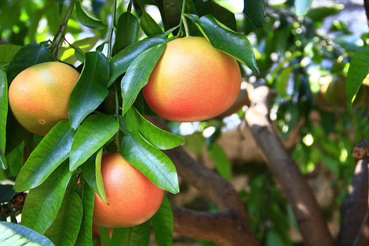 Pompelmo: proprietà, benefici, le migliori ricette, controindicazioni 9 pompelmo botanica