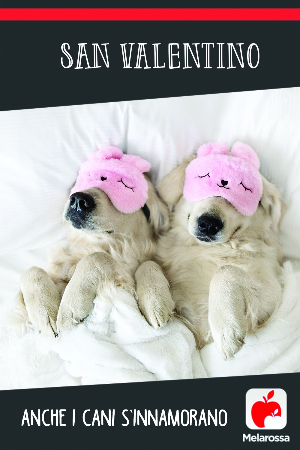 San Valentino, anche i cani s’innamorano 2 san valentino amore cani