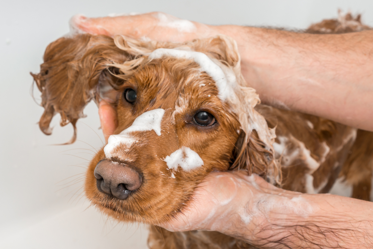 Sapone di Marsiglia: che cos’è, storia, come si produce, benefici, usi e come farlo in casa 9 Sapone di Marsiglia per lavare i cani