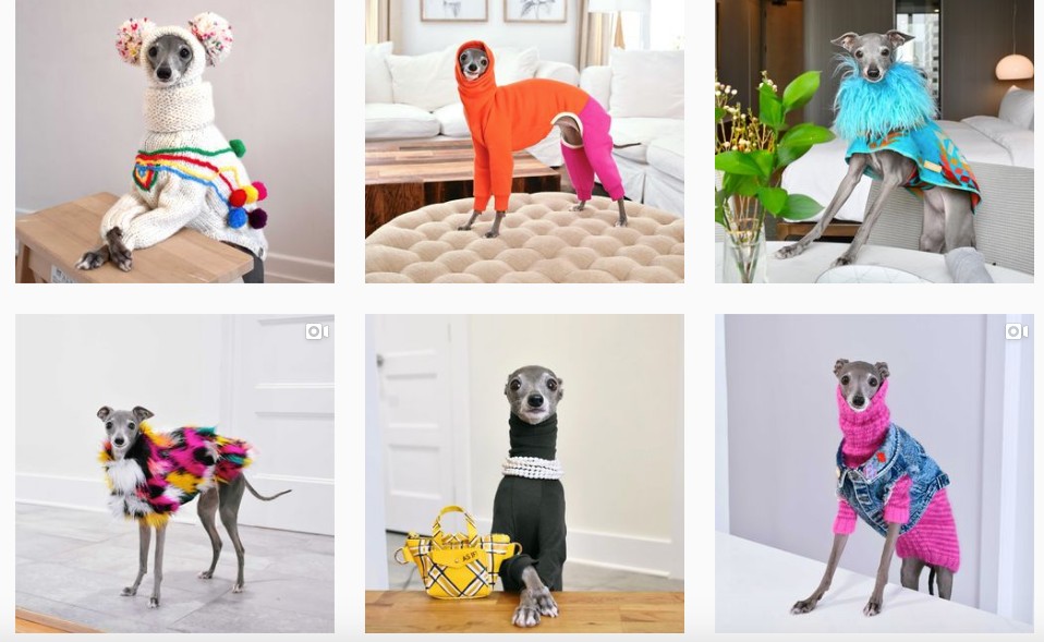Tika the Iggy, il cagnolino fashion victim che fa impazzire il web 1 tika the iggy