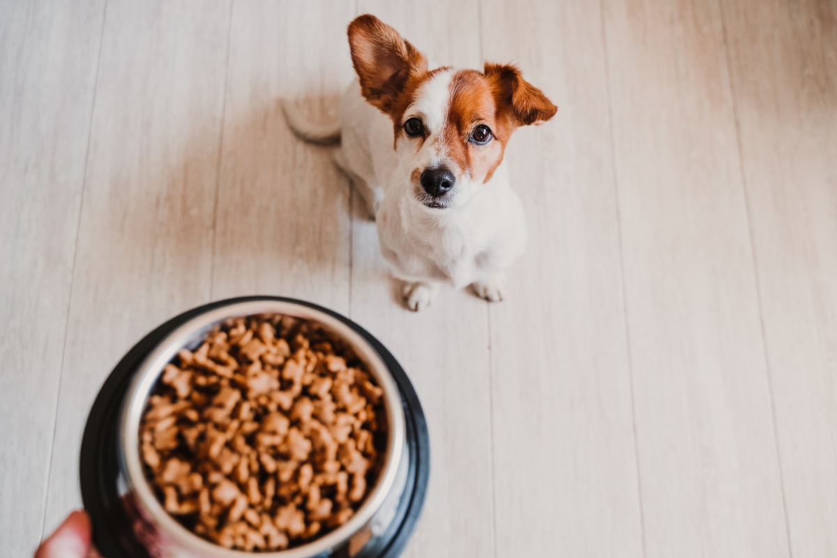Alimentazione del cane: meglio crocchette o alimentazione casalinga? Guida per una dieta sana e equilibrata a tutte le età 3 alimentazione del cane: cibo industriale