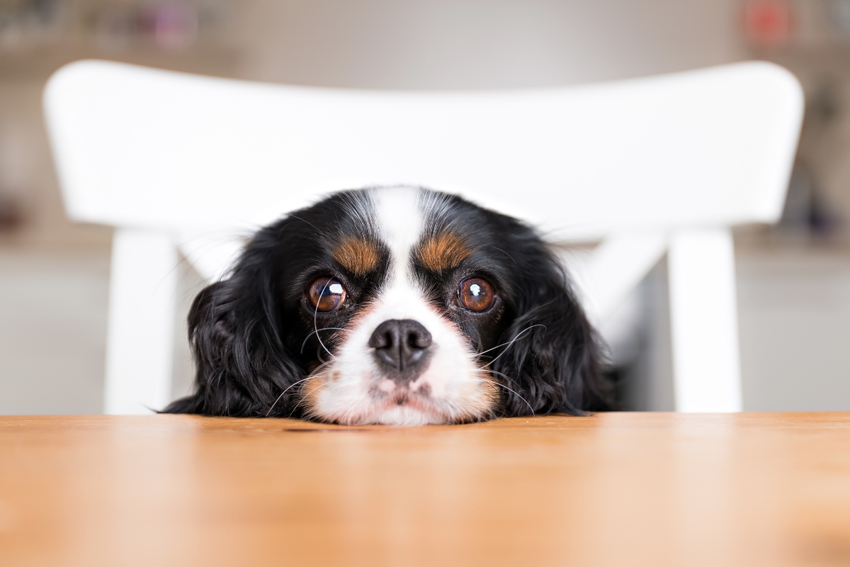 Alimentazione del cane: meglio crocchette o alimentazione casalinga? Guida per una dieta sana e equilibrata a tutte le età 9 alimentazione del cane: come comportarsi