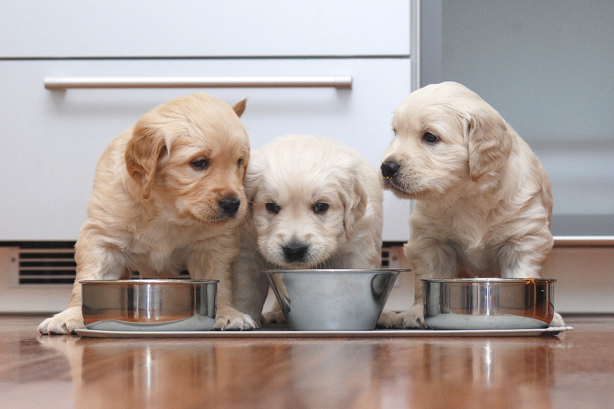 Alimentazione del cane: meglio crocchette o alimentazione casalinga? Guida per una dieta sana e equilibrata a tutte le età 11 alimentazione del cane: cosa dare a magiare ai cani cuccioli