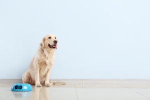 Alimentazione del cane: meglio crocchette o alimentazione casalinga? Guida per una dieta sana e equilibrata a tutte le et&agrave;